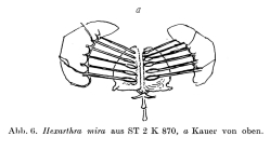 Hexarthra mira