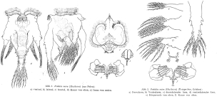Hexarthra mira