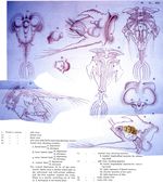 Hexarthra mira