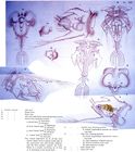 Hexarthra mira