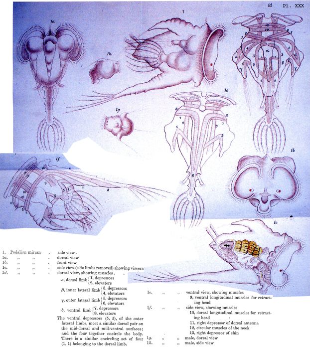 Hexarthra mira Hexarthra mira