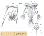 Hexarthra mira