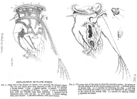 Hexarthra mira