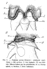 Hexarthra mira