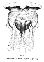 Hexarthra mira