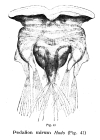 Hexarthra mira