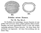 Hexarthra mira