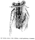 Hexarthra mira