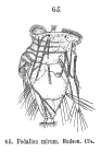 Hexarthra mira