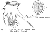 Hexarthra mira