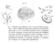 Hexarthra mira