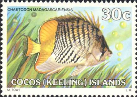 Chaetodon madagascariensis Chaetodon madagascariensis