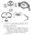 Hexarthra mira