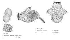 Hexarthra mira