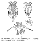 Hexarthra mira