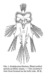 Hexarthra mira