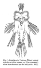 Hexarthra mira