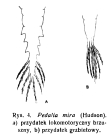Hexarthra mira