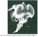 Hexarthra mira