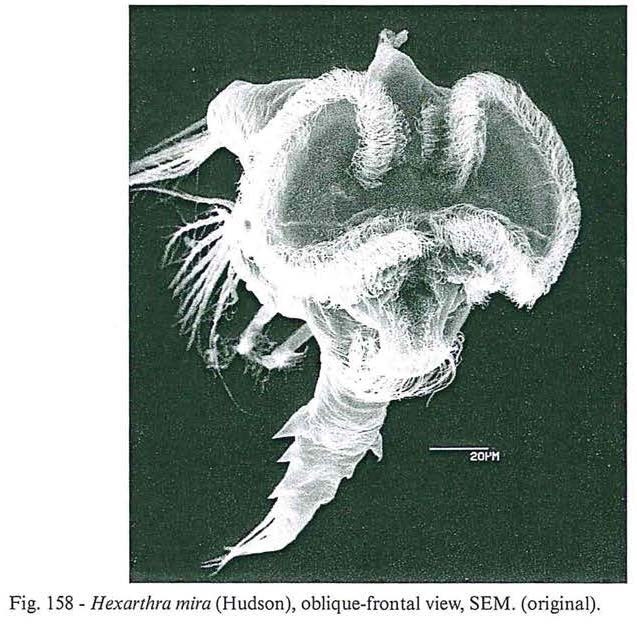 Hexarthra mira Hexarthra mira