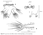 Hexarthra mira