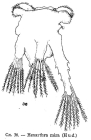 Hexarthra mira