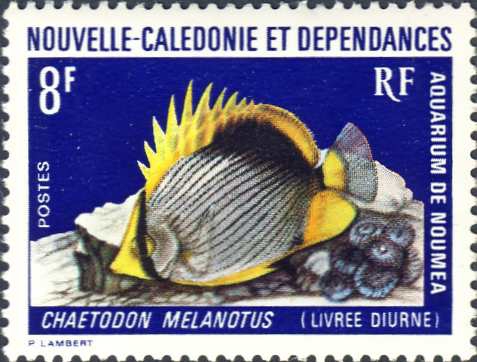 Chaetodon melanotus Chaetodon melanotus