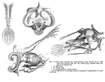 Hexarthra mira