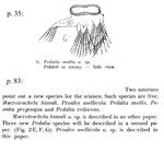 Hexarthra mollis - Original description image