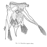 Hexarthra oxyure