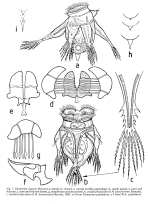 Hexarthra oxyure