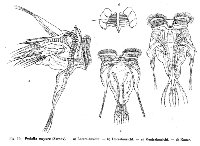 Hexarthra oxyure Hexarthra oxyure
