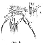 Hexarthra oxyure
