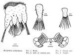 Hexarthra polychaeta - Original description image