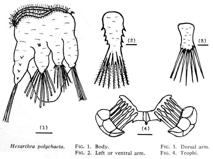 Hexarthra polychaeta Hexarthra polychaeta