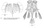 Hexarthra polyodonta