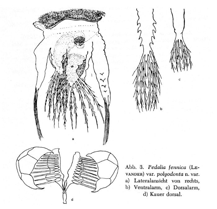 Hexarthra polyodonta - Original description image