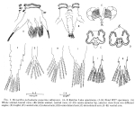 Hexarthra polyodonta jasperina - Original description image