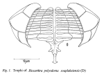 Hexarthra polyodonta soaplakeiensis