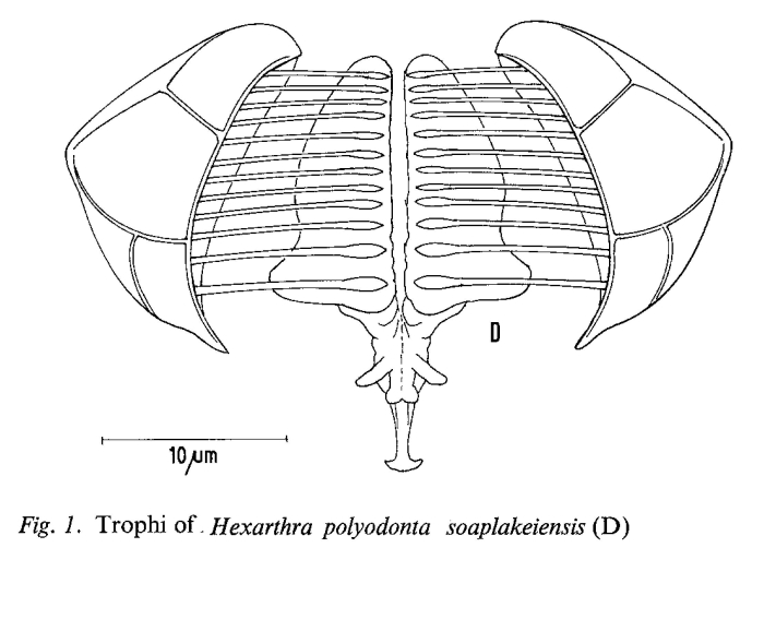 Hexarthra polyodonta soaplakeiensis