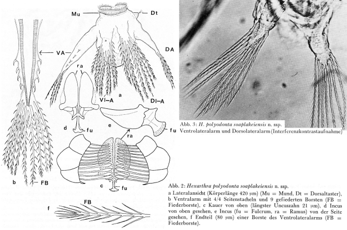 Hexarthra polyodonta soaplakeiensis - Original description image