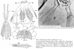 Hexarthra polyodonta soaplakeiensis