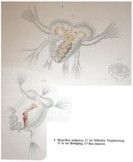 Hexarthra polyptera - Original description image
