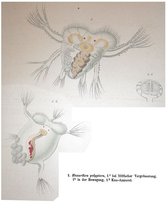 Hexarthra polyptera - Original description image