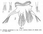 Hexarthra propinqua