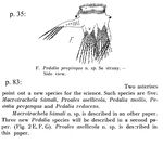 Hexarthra propinqua - Original description image