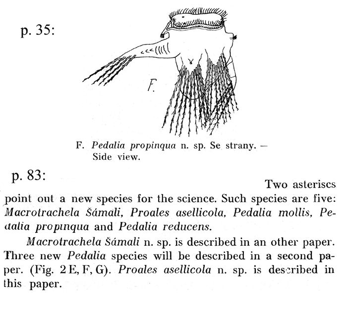 Hexarthra propinqua - Original description image