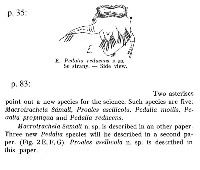 Hexarthra reducens Hexarthra reducens