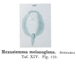 Hexastemma melanoglena