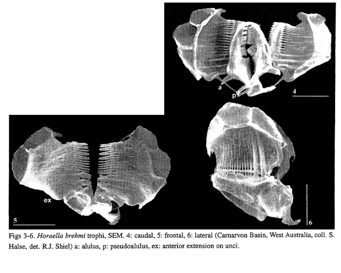Horaella brehmi Horaella brehmi